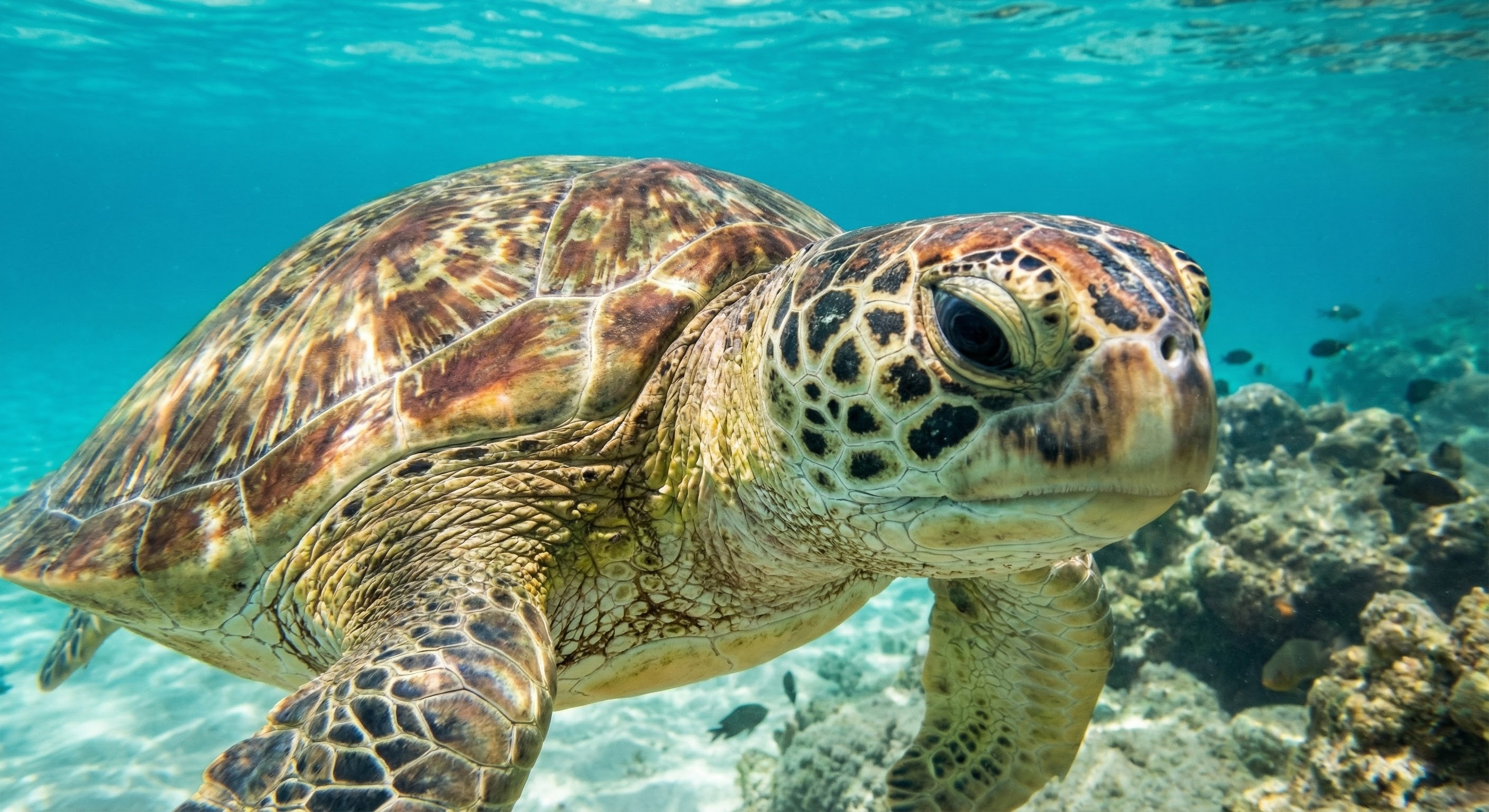 Sea Turtle