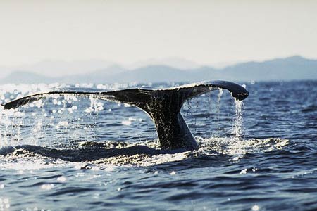 Humpback whale tail fluke in Cabo San Lucas